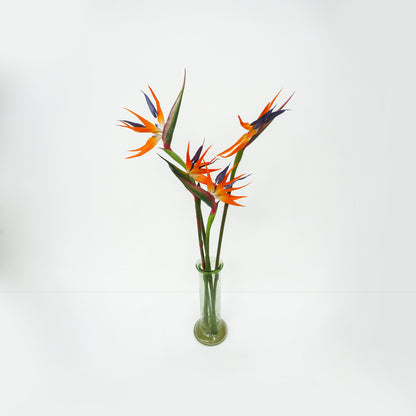 Birds Of Paradise