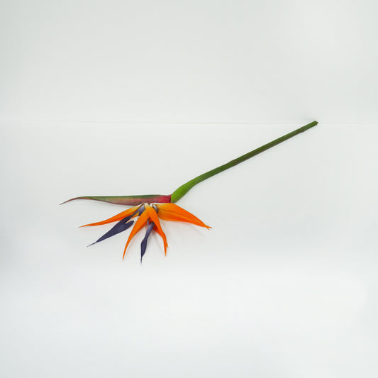 Birds Of Paradise