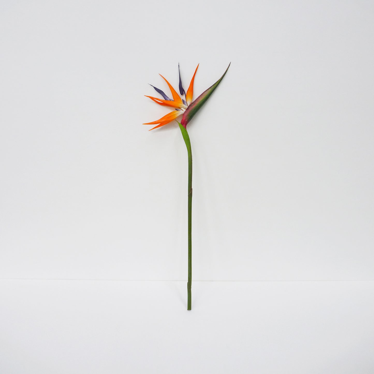 Birds Of Paradise