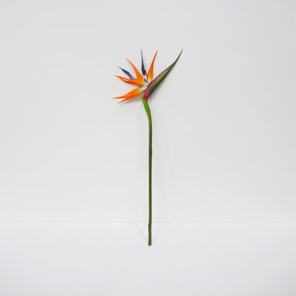 Birds Of Paradise