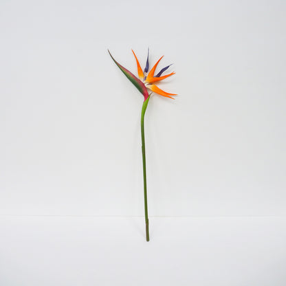 Birds Of Paradise