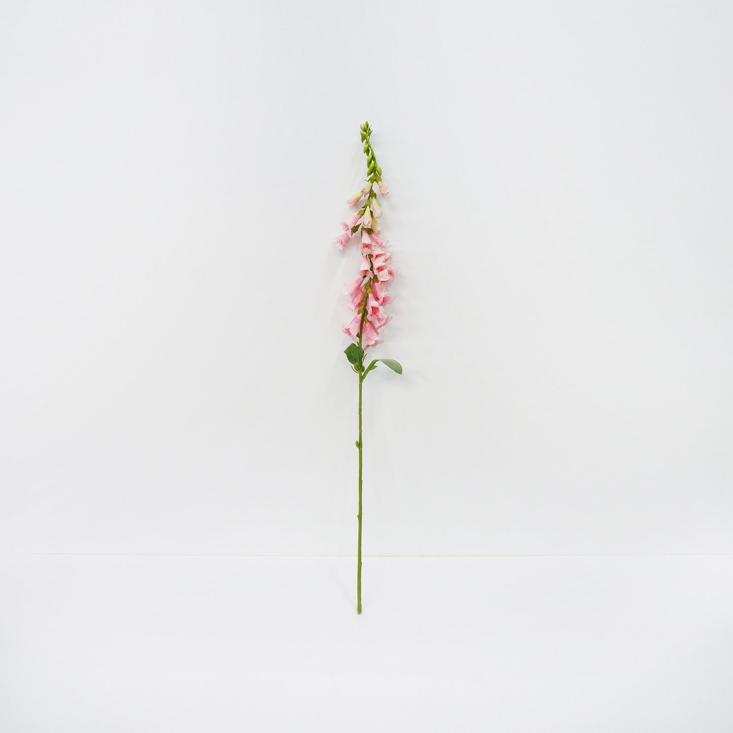 Fox Glove Spray