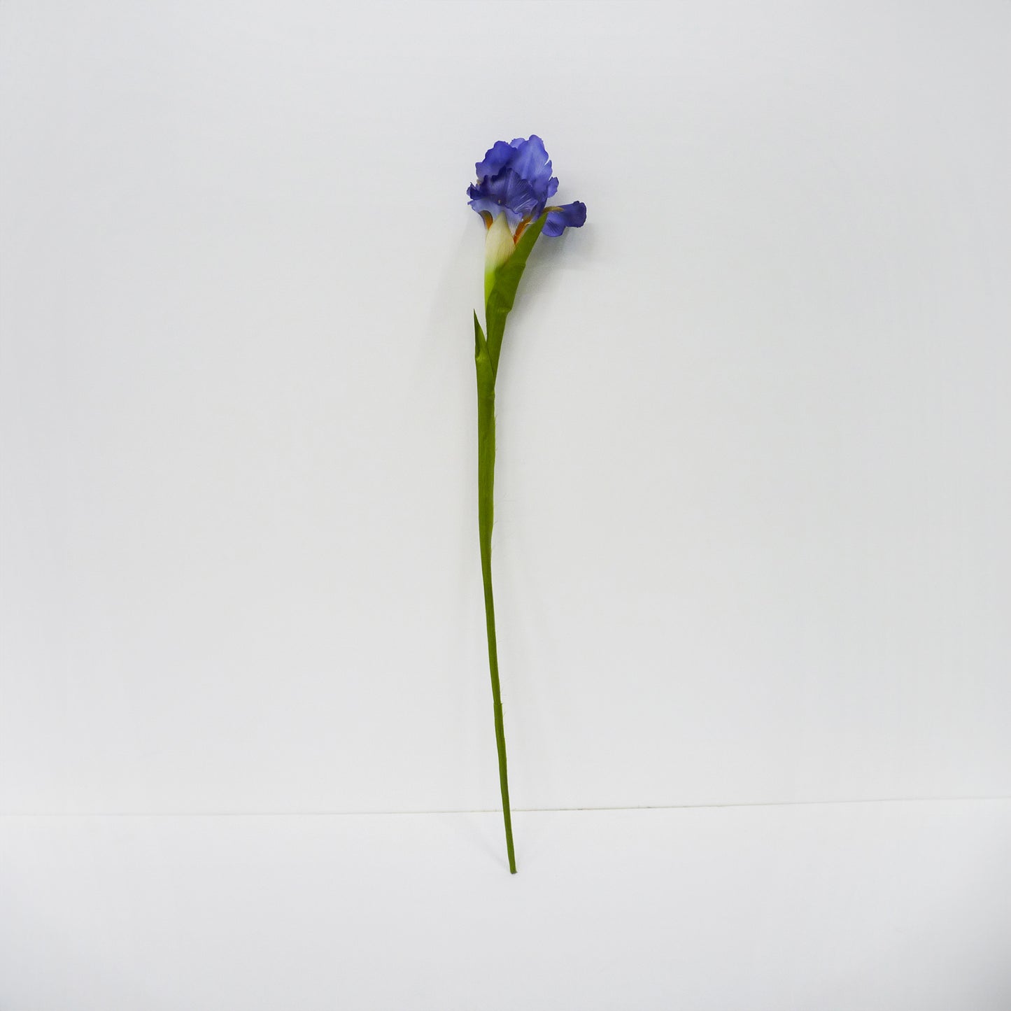 Iris Stems