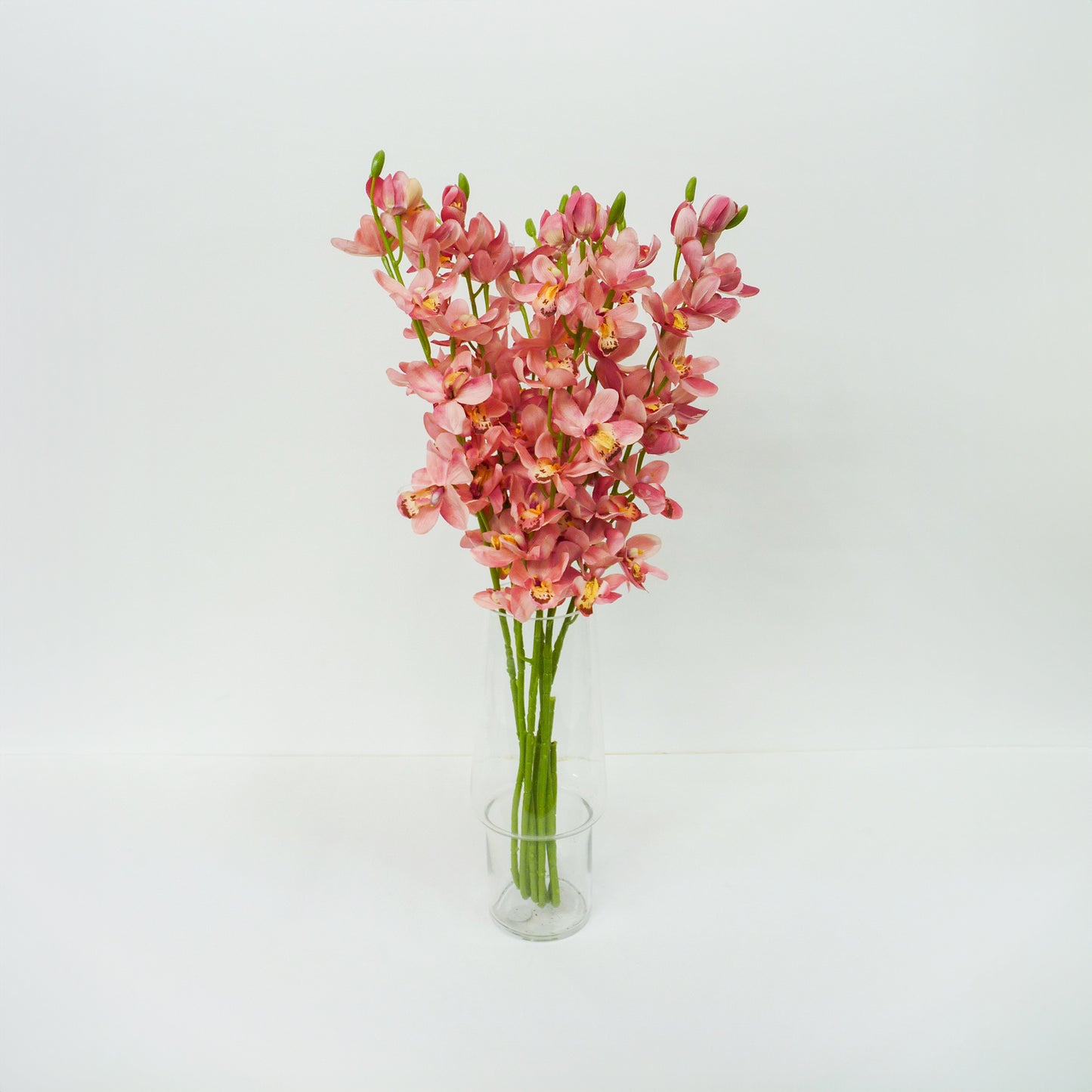 Light Pink Boat Orchid
