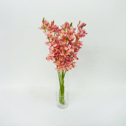 Light Pink Boat Orchid