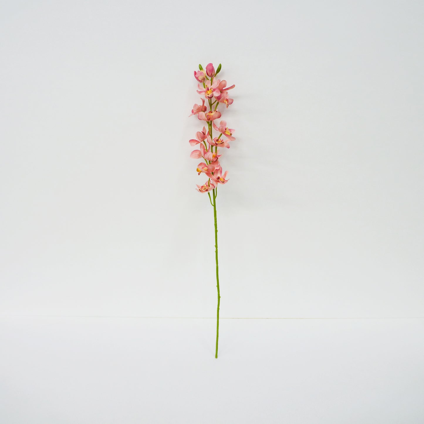 Light Pink Boat Orchid