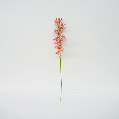 Light Pink Boat Orchid
