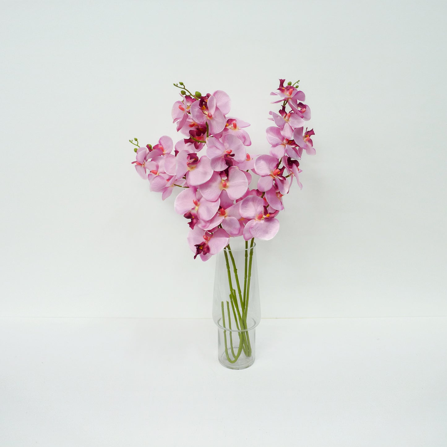 Pink Moth Orchid