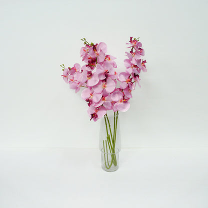 Pink Moth Orchid