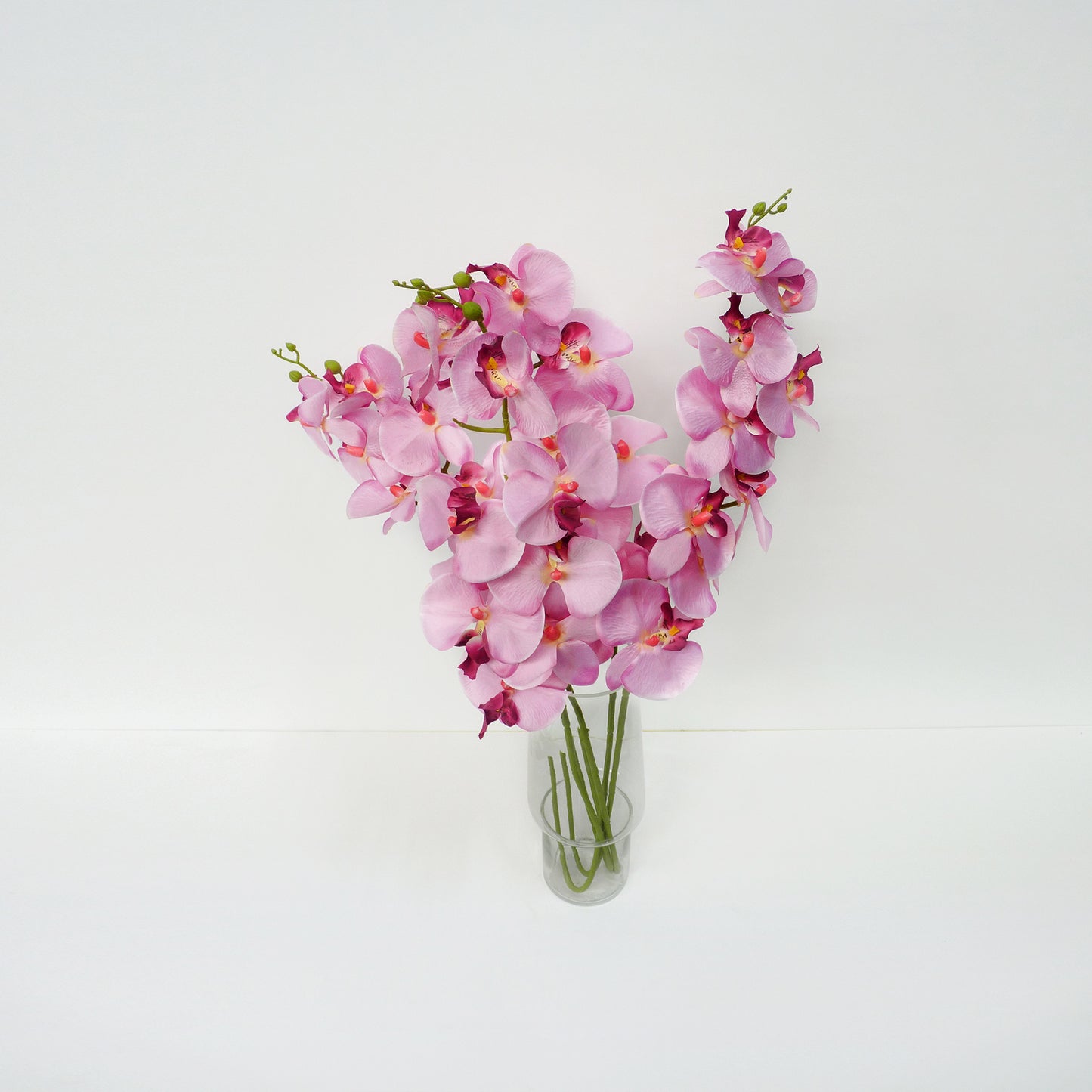 Pink Moth Orchid