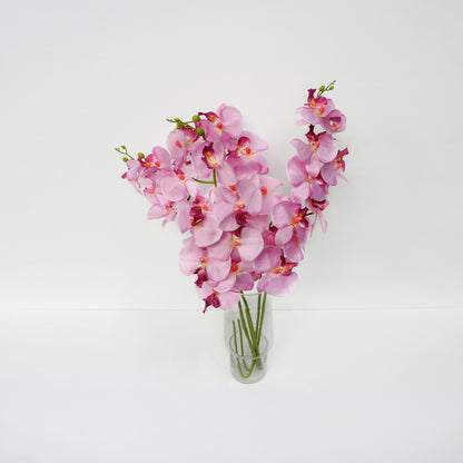 Pink Moth Orchid