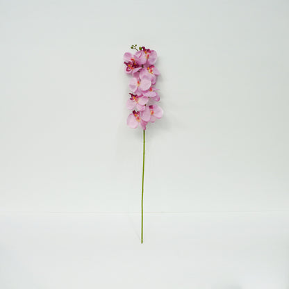 Pink Moth Orchid