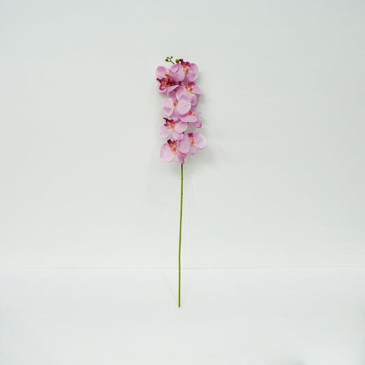 Pink Moth Orchid