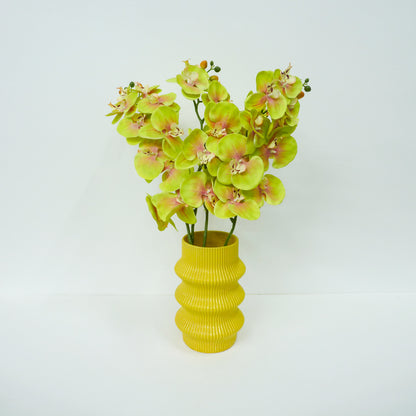 Yellow Moth Orchid