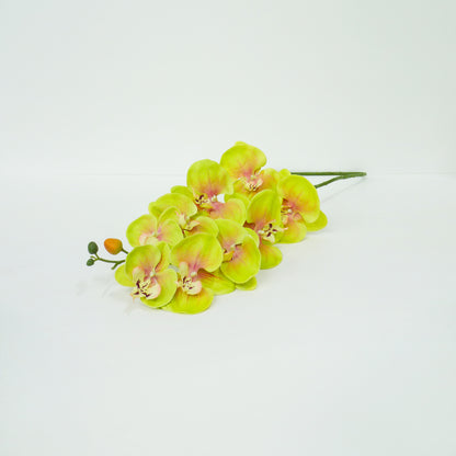 Yellow Moth Orchid