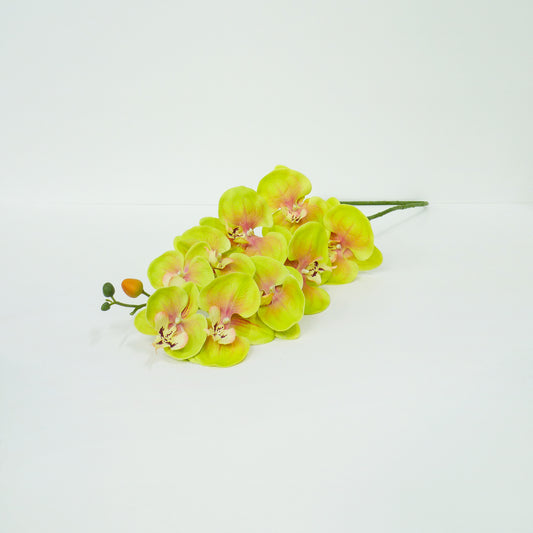Yellow Moth Orchid