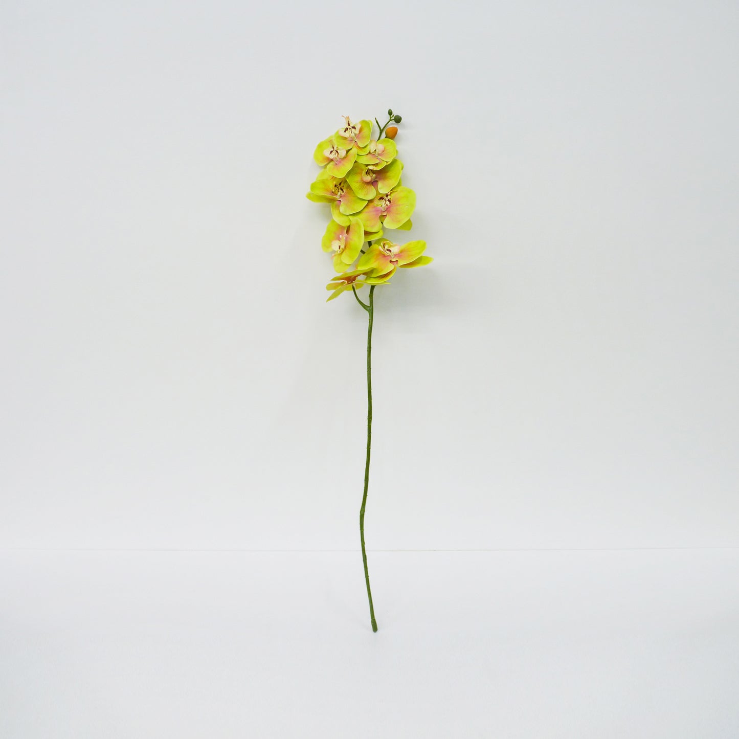 Yellow Moth Orchid