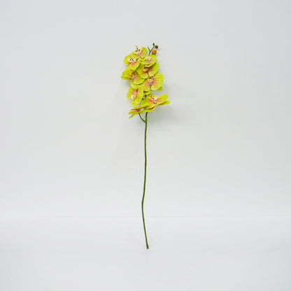 Yellow Moth Orchid