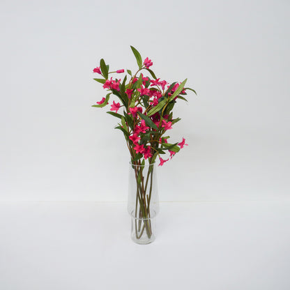 Pink Oleander