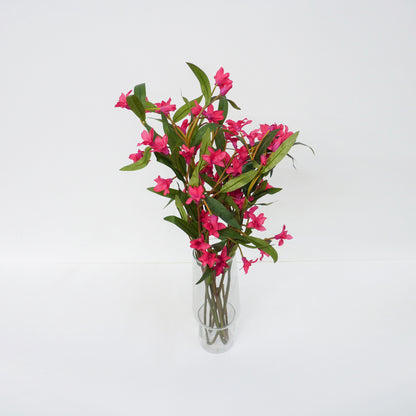 Pink Oleander