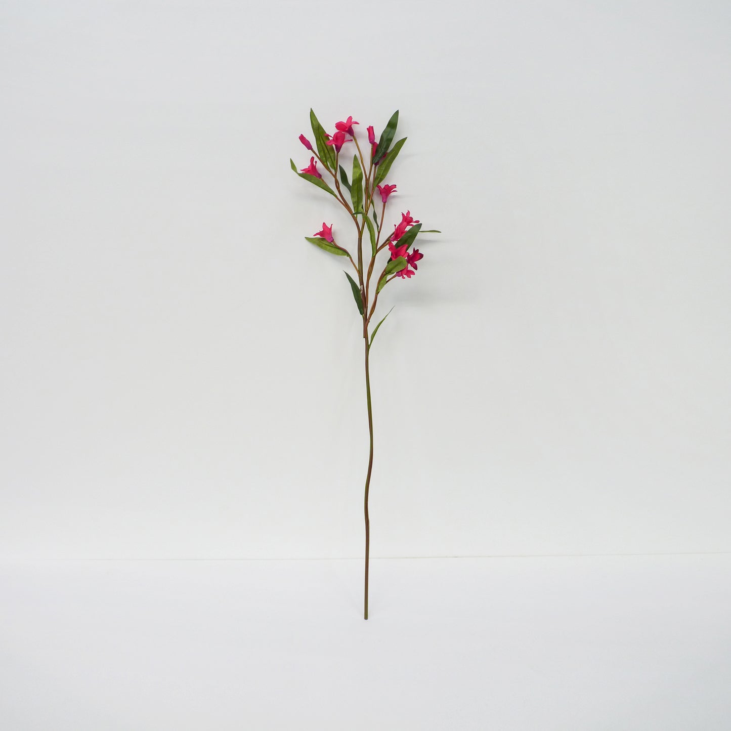 Pink Oleander