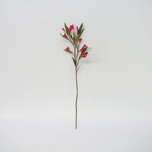 Pink Oleander