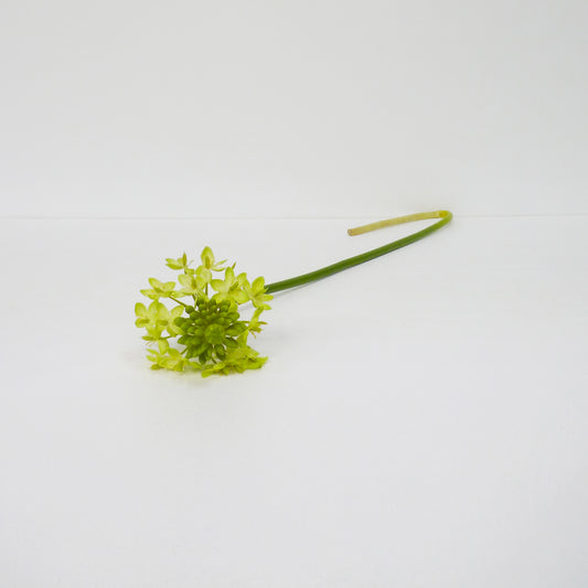Yellow Star of Bethlehem Flower