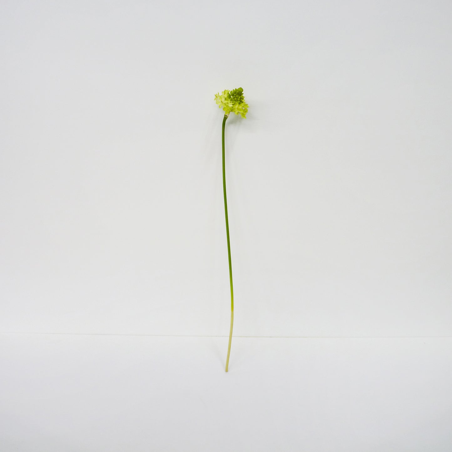 Yellow Star of Bethlehem Flower