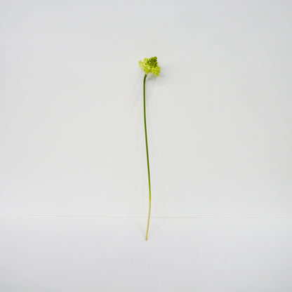 Yellow Star of Bethlehem Flower