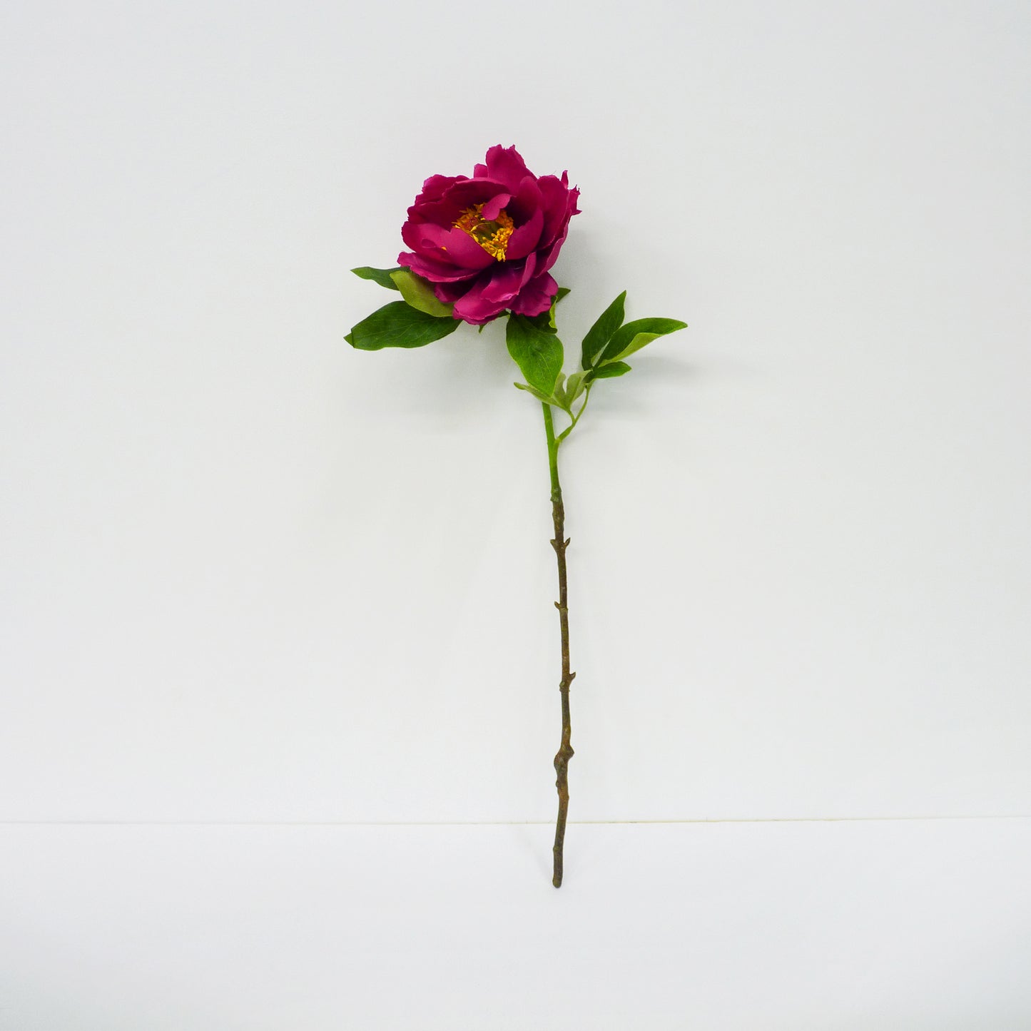 Deep Pink Garden Peony
