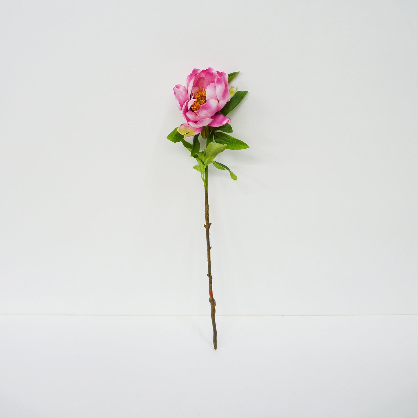 Pink Garden Peony