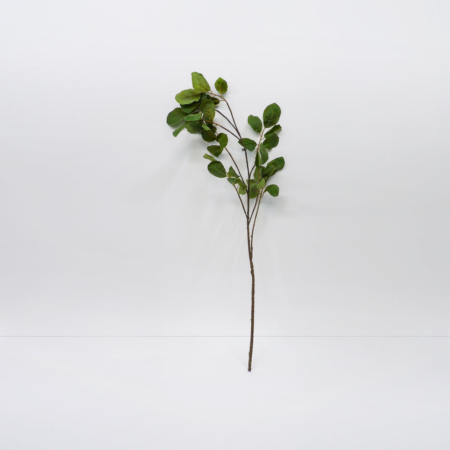 Magnolia Branches