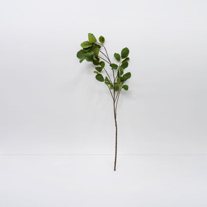 Magnolia Branches