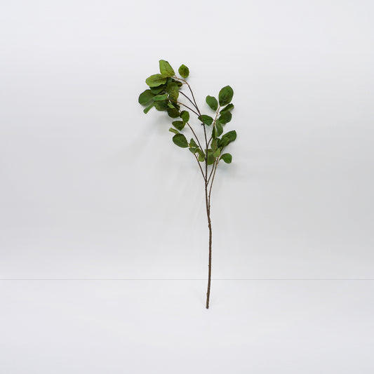 Magnolia Branches