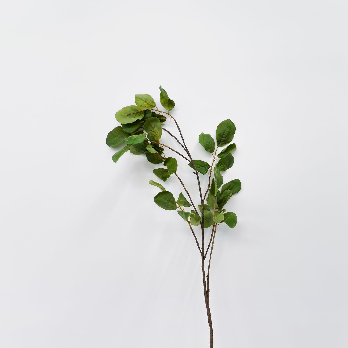 Magnolia Branches
