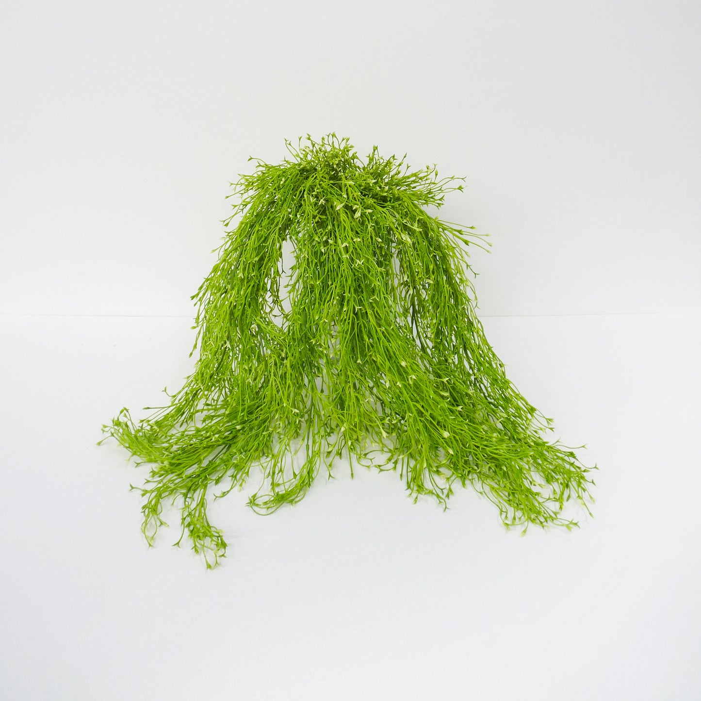 Weeping Water Plant