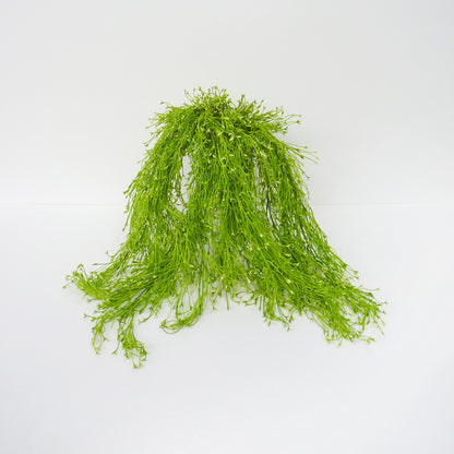 Weeping Water Plant
