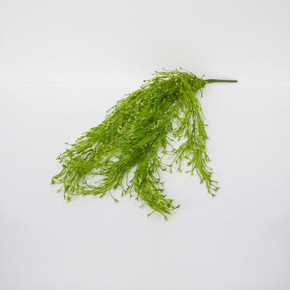 Weeping Water Plant