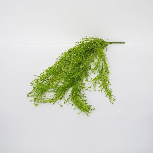 Weeping Water Plant