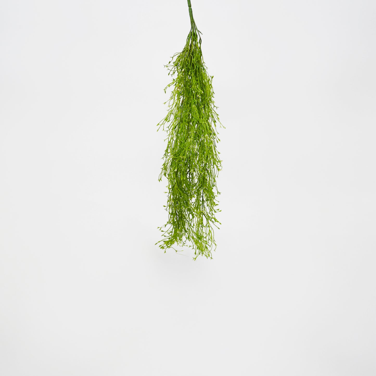 Weeping Water Plant