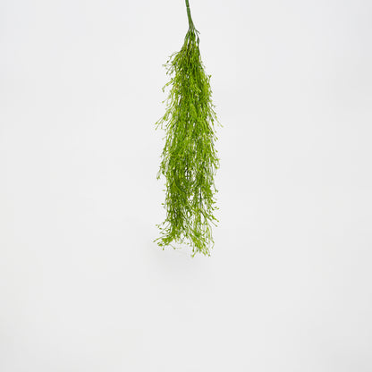 Weeping Water Plant