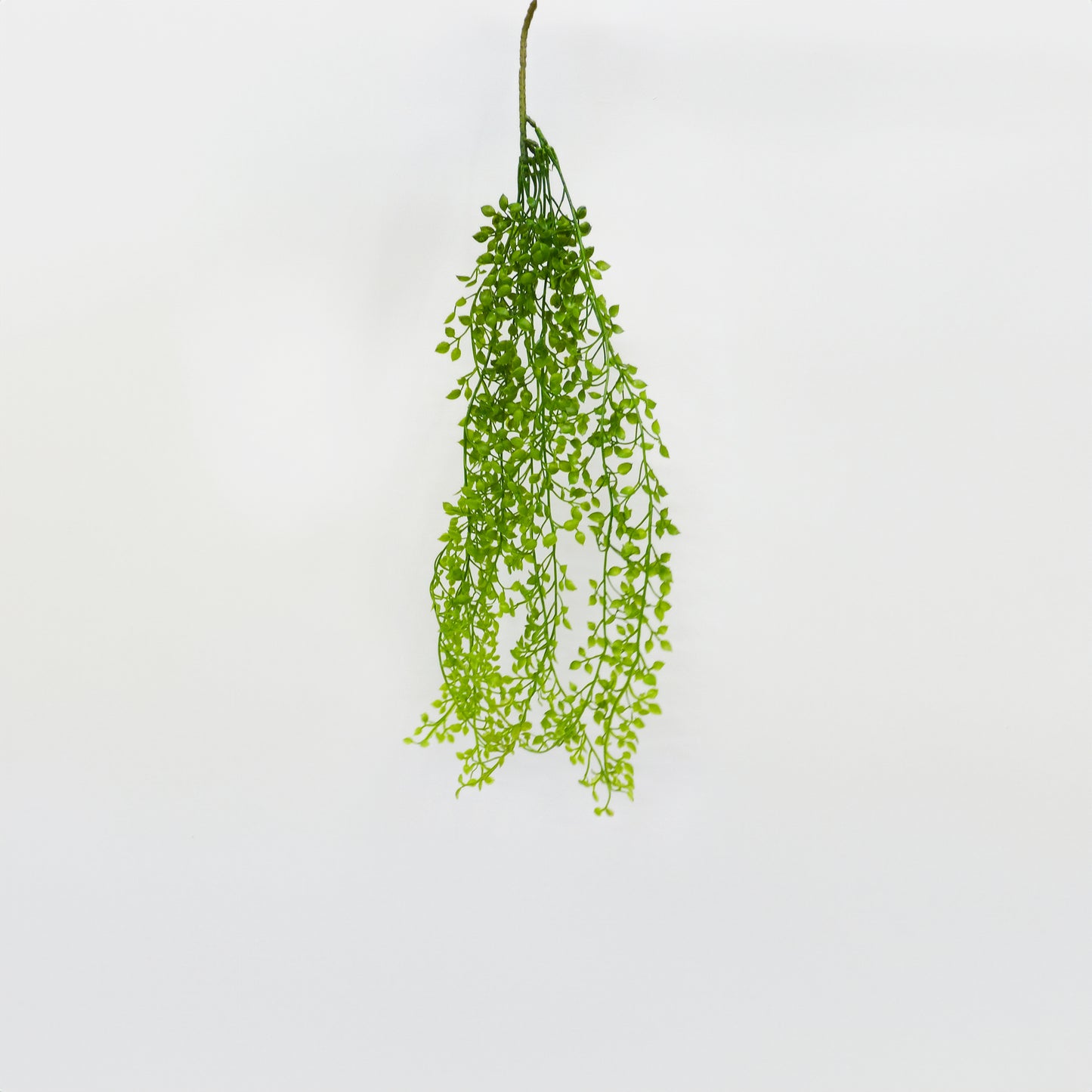 String of Pearls Bunch