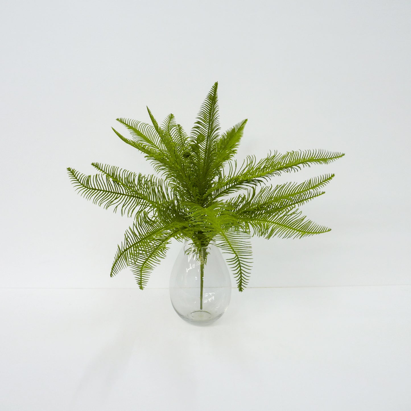 Feather Bush Fern