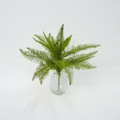Feather Bush Fern