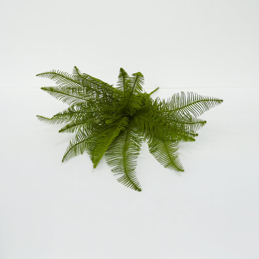 Feather Bush Fern