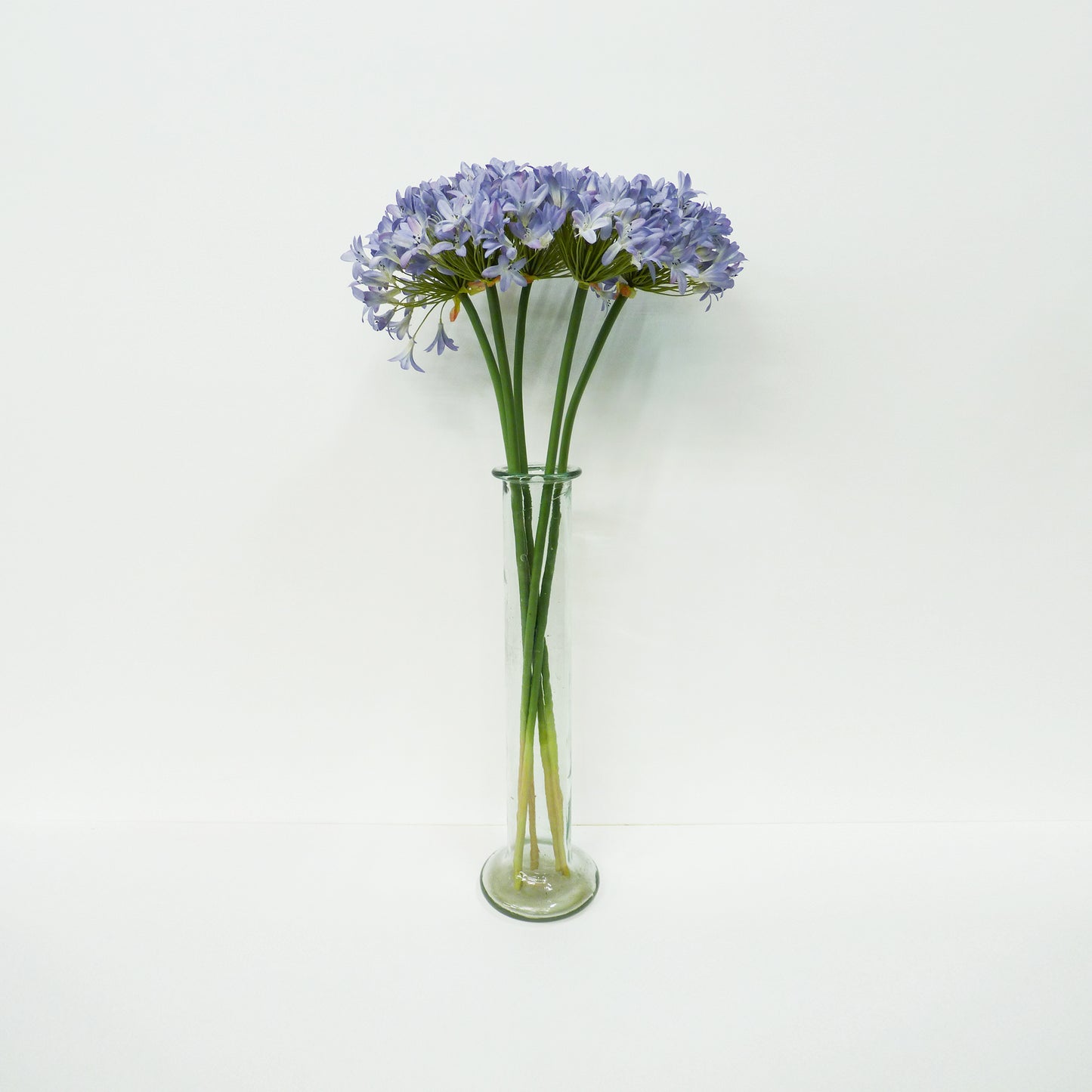 Agapanthus Long Stems