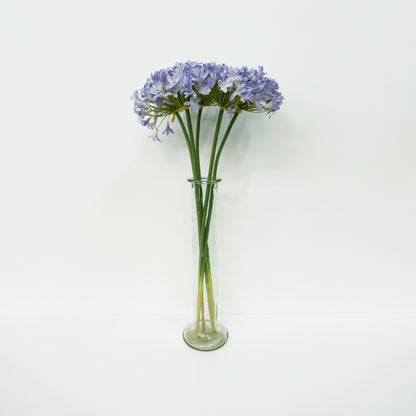 Agapanthus Long Stems