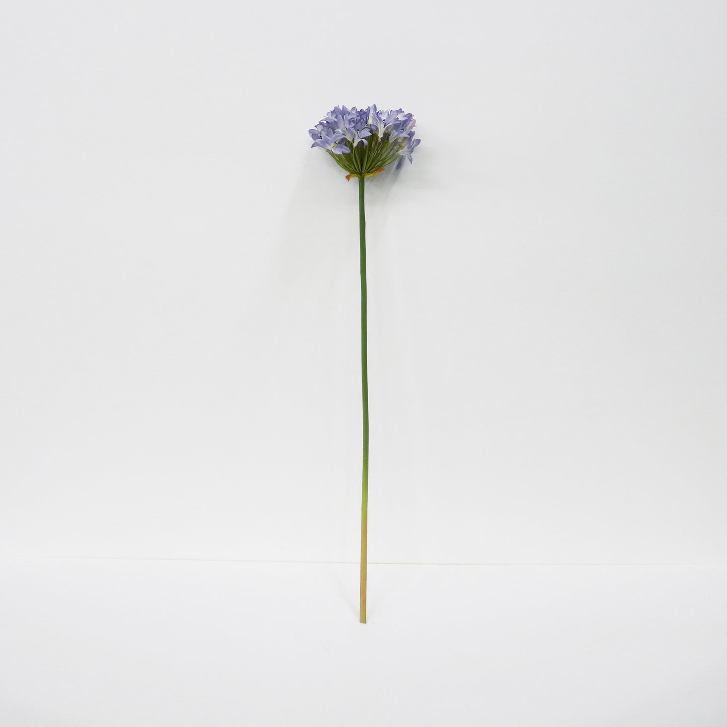 Agapanthus Long Stems