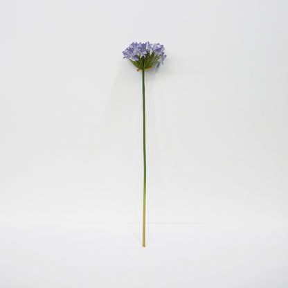 Agapanthus Long Stems