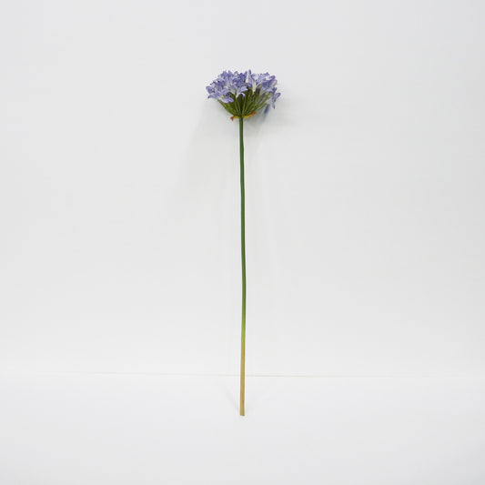 Agapanthus Long Stems
